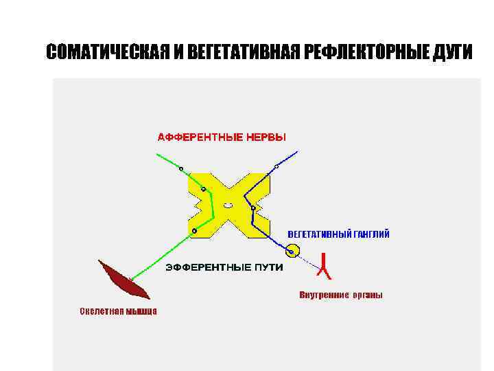 СОМАТИЧЕСКАЯ И ВЕГЕТАТИВНАЯ РЕФЛЕКТОРНЫЕ ДУГИ 