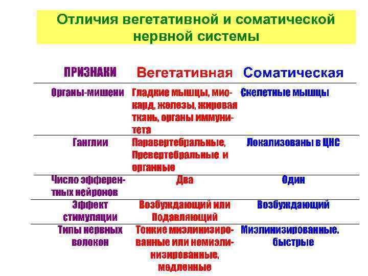 Отличия вегетативной и соматической нервной системы 