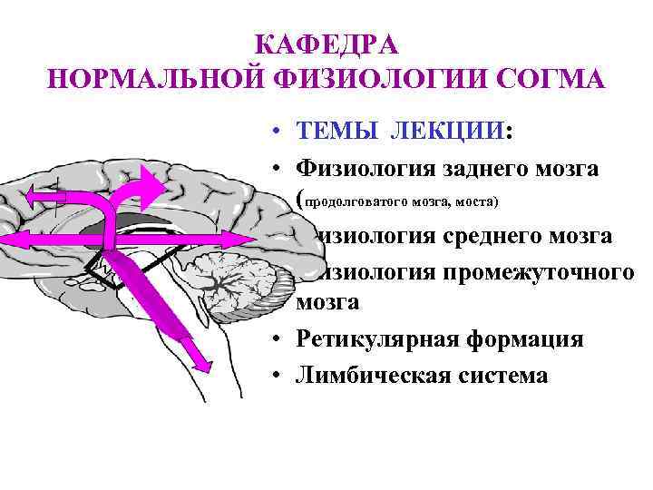 КАФЕДРА НОРМАЛЬНОЙ ФИЗИОЛОГИИ СОГМА • ТЕМЫ ЛЕКЦИИ: • Физиология заднего мозга (продолговатого мозга, моста)