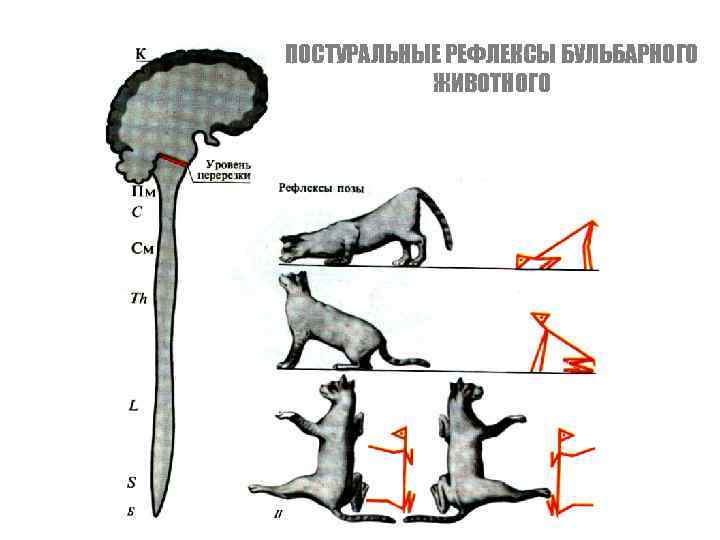 ПОСТУРАЛЬНЫЕ РЕФЛЕКСЫ БУЛЬБАРНОГО ЖИВОТНОГО 