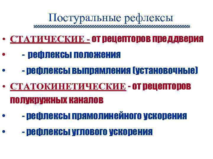 Постуральные рефлексы • СТАТИЧЕСКИЕ - от рецепторов преддверия • - рефлексы положения • -