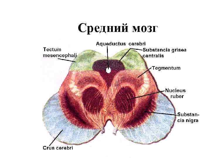 Средний мозг 