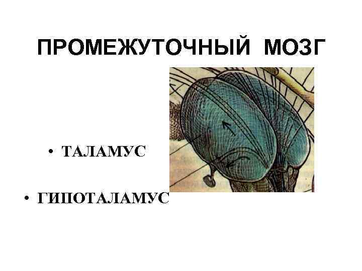 ПРОМЕЖУТОЧНЫЙ МОЗГ • ТАЛАМУС • ГИПОТАЛАМУС 