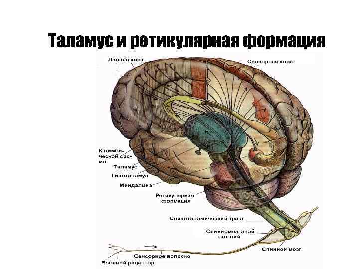 Таламус и ретикулярная формация 