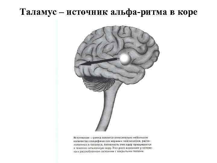 Таламус – источник альфа-ритма в коре 