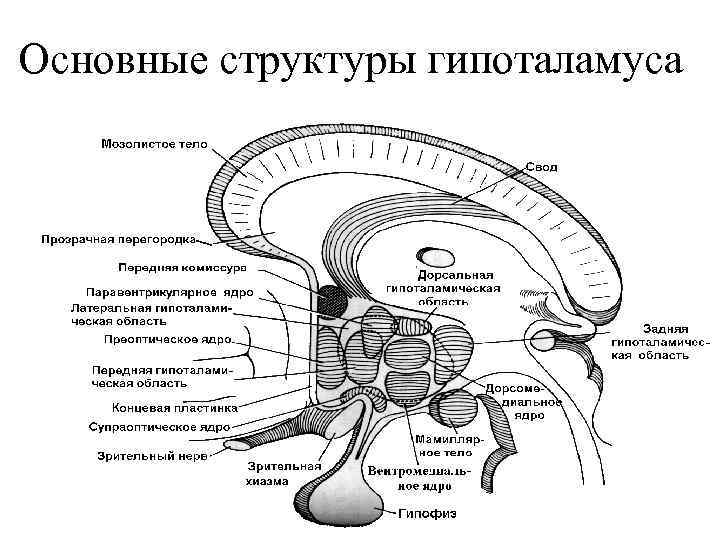 Основные структуры гипоталамуса 