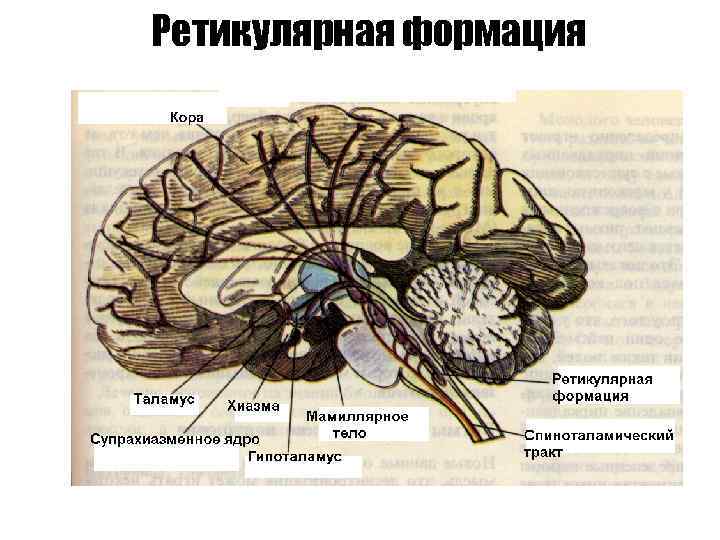 Ретикулярная формация 