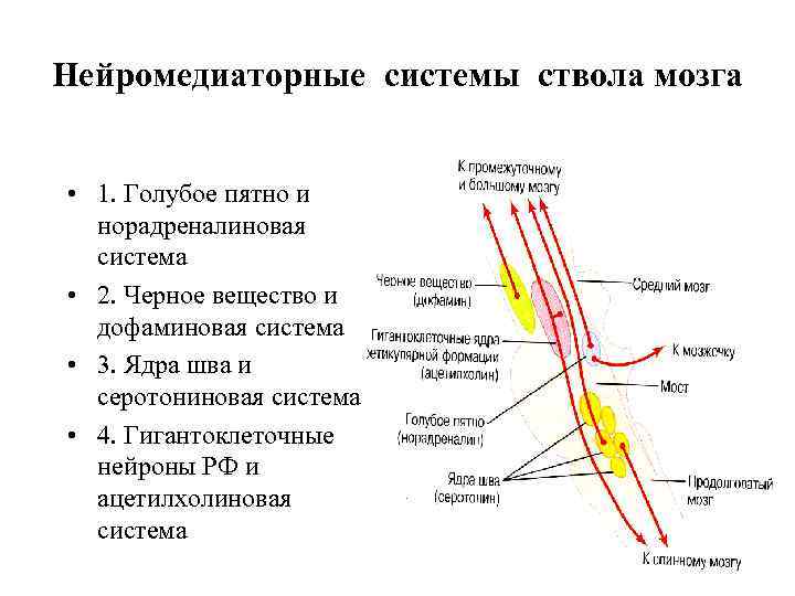 Нейромедиаторные системы ствола мозга • 1. Голубое пятно и норадреналиновая система • 2. Черное