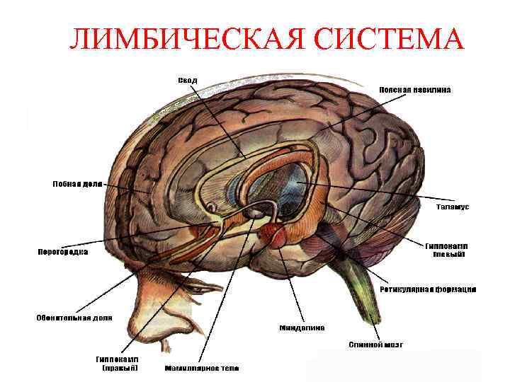 ЛИМБИЧЕСКАЯ СИСТЕМА 