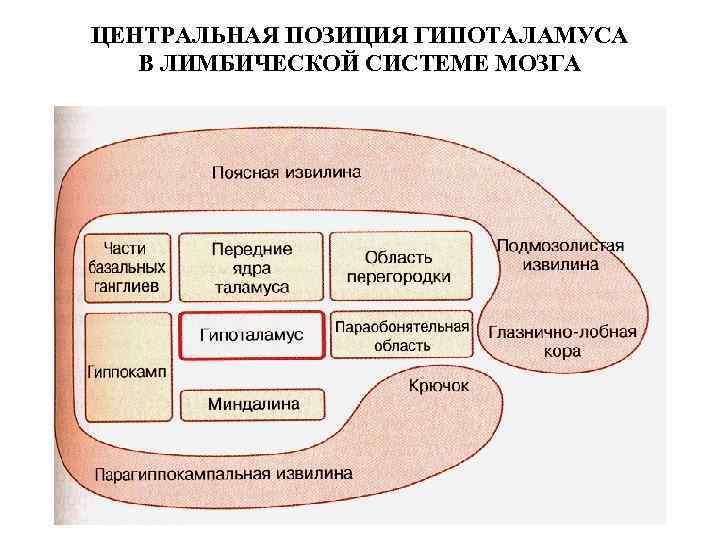 ЦЕНТРАЛЬНАЯ ПОЗИЦИЯ ГИПОТАЛАМУСА В ЛИМБИЧЕСКОЙ СИСТЕМЕ МОЗГА 