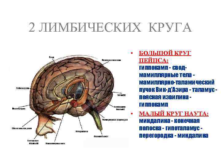 Система круг. Круг Папеца и лимбическая система. Круг Наута лимбическая система. Большой и малый лимбические круги. Большой и малый круги лимбической системы.