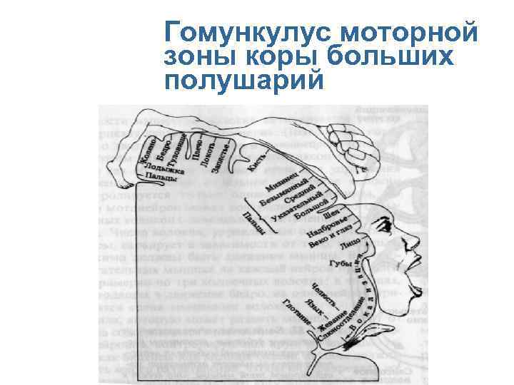 Гомункулус моторной зоны коры больших полушарий 