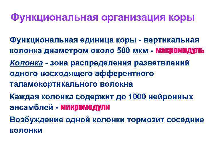 Функциональная организация коры n n Функциональная единица коры - вертикальная колонка диаметром около 500