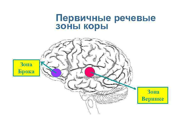 Первичные речевые зоны коры Зона Брока Зона Вернике 
