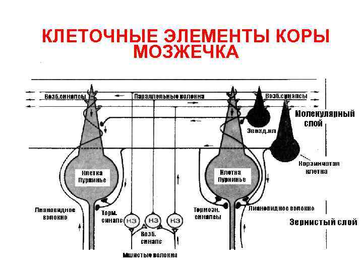 КЛЕТОЧНЫЕ ЭЛЕМЕНТЫ КОРЫ МОЗЖЕЧКА 