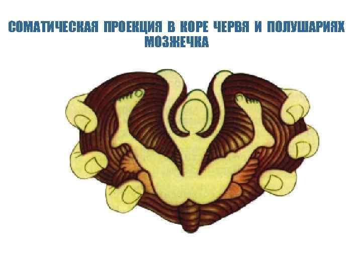 СОМАТИЧЕСКАЯ ПРОЕКЦИЯ В КОРЕ ЧЕРВЯ И ПОЛУШАРИЯХ МОЗЖЕЧКА 