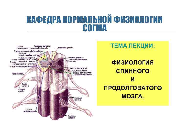 КАФЕДРА НОРМАЛЬНОЙ ФИЗИОЛОГИИ СОГМА ТЕМА ЛЕКЦИИ: ФИЗИОЛОГИЯ СПИННОГО И ПРОДОЛГОВАТОГО МОЗГА. 