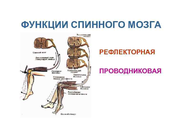 5 спинномозговых рефлексов. Рефлекторная функция спинного мозга рефлекс. Рефлекторная и Проводящая функции спинного мозга. Рефлекторная функция спинного мозга осуществляется. Проводниковая функция спинного мозга схема.