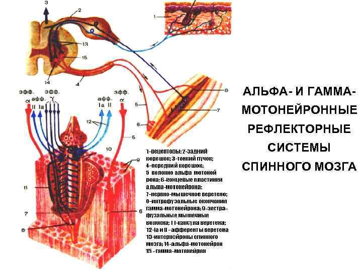 n АЛЬФА- И ГАММАМОТОНЕЙРОННЫЕ РЕФЛЕКТОРНЫЕ СИСТЕМЫ СПИННОГО МОЗГА 