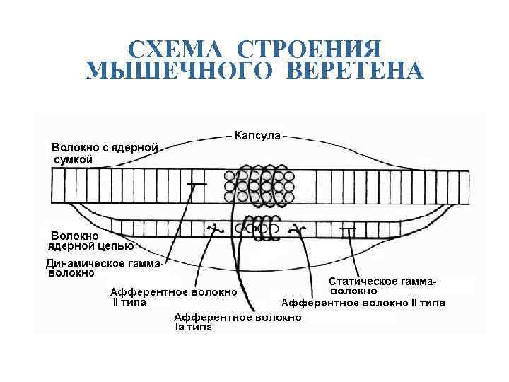 Нервно мышечное веретено схема