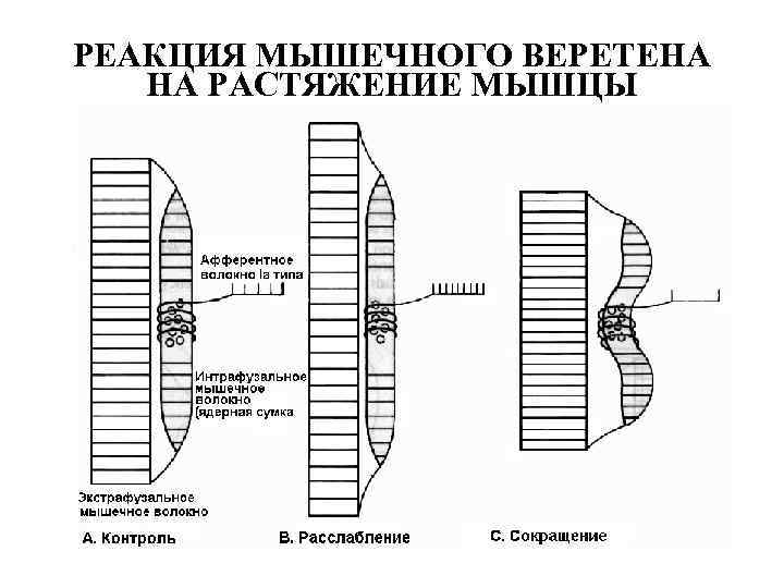 РЕАКЦИЯ МЫШЕЧНОГО ВЕРЕТЕНА НА РАСТЯЖЕНИЕ МЫШЦЫ 