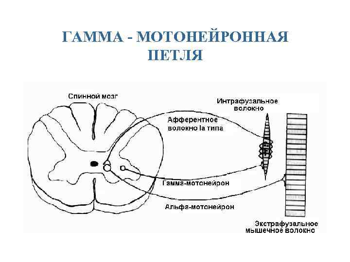 ГАММА - МОТОНЕЙРОННАЯ ПЕТЛЯ 