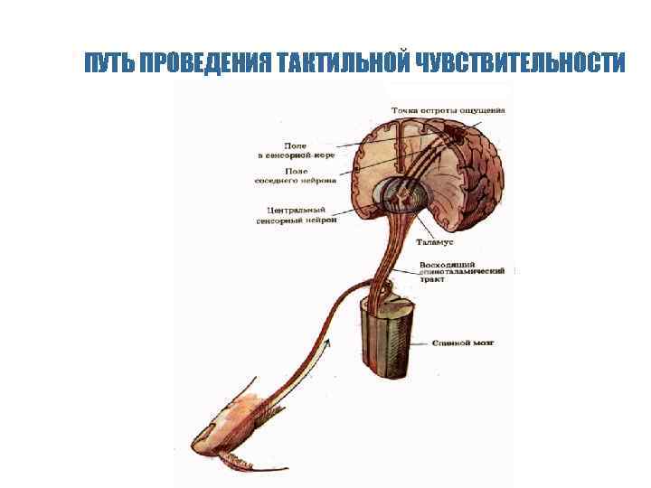 Путь проведения. Проводящие пути тактильной чувствительности схема. Проводящий путь тактильной чувствительности. Анализатор глубокой и тактильной чувствительности. Схема проведения тактильной чувствительности.