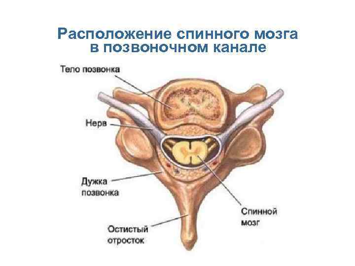 Расположение спинного мозга в позвоночном канале 