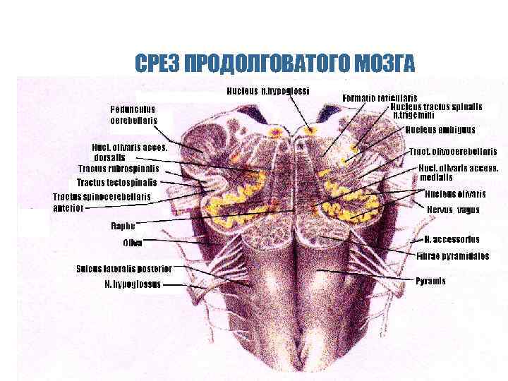 СРЕЗ ПРОДОЛГОВАТОГО МОЗГА 