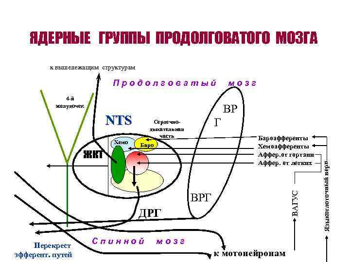 ЯДЕРНЫЕ ГРУППЫ ПРОДОЛГОВАТОГО МОЗГА к вышележащим структурам Продолговатый 4 -й желудочек ВР Бароафференты Хемоафференты