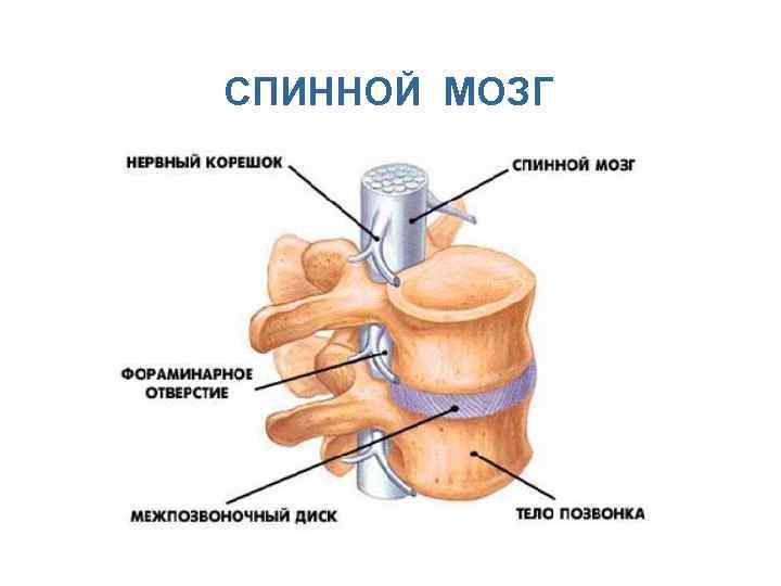 СПИННОЙ МОЗГ 