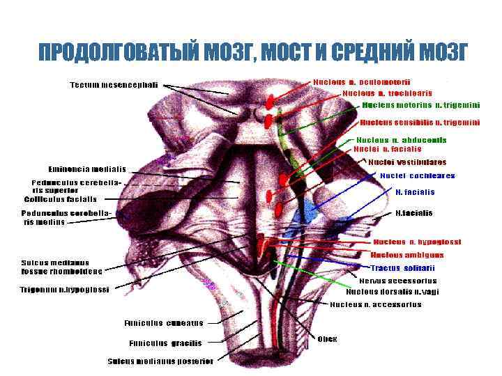 Ядра продолговатого мозга схема