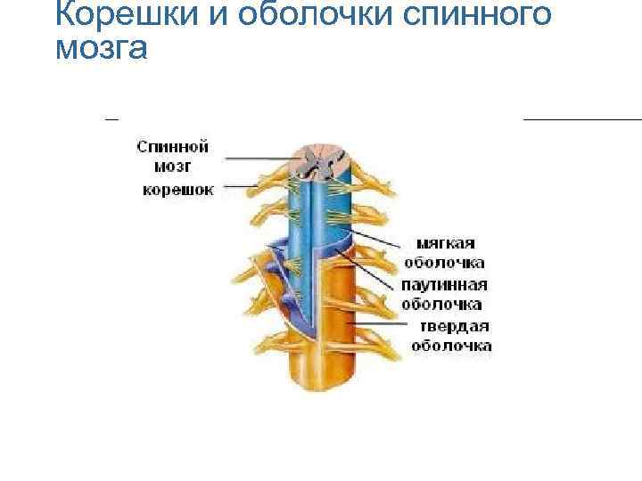 Задние корешки спинного мозга