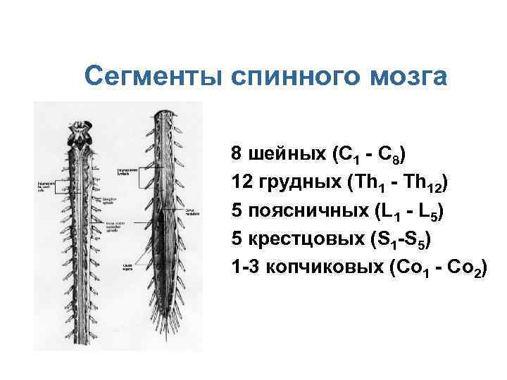 Схема сегмента спинного мозга