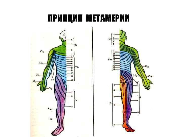 ПРИНЦИП МЕТАМЕРИИ 