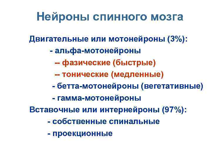 Нейроны спинного мозга n n n n n Двигательные или мотонейроны (3%): - альфа-мотонейроны