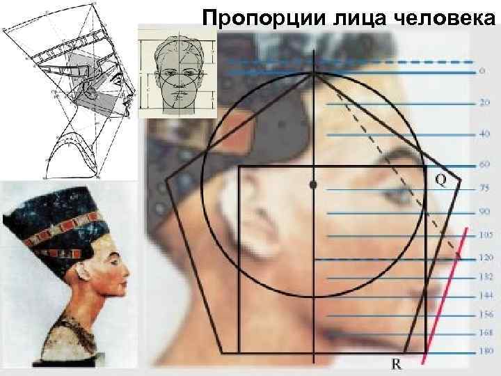 Пропорции лица человека 