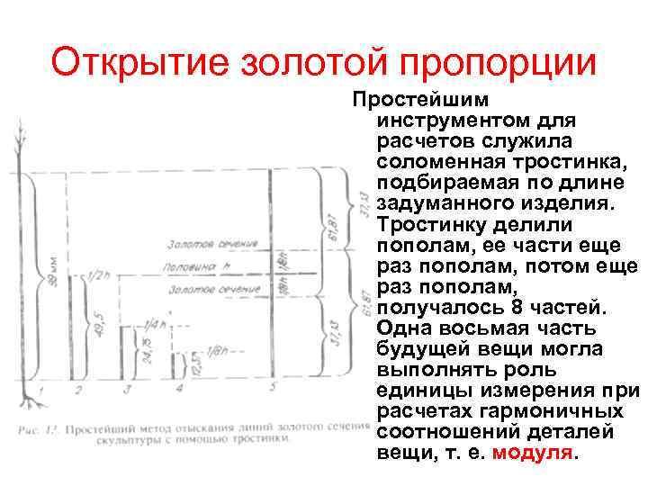 Открытие золотой пропорции Простейшим инструментом для расчетов служила соломенная тростинка, подбираемая по длине задуманного