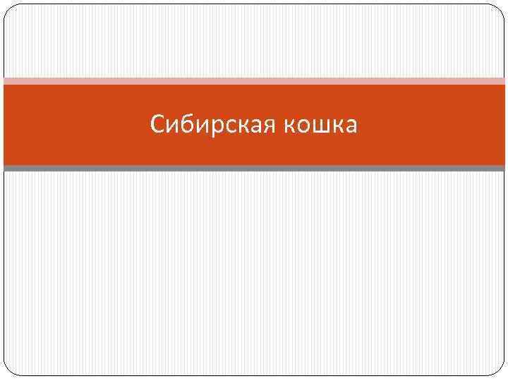 Сибирская кошка 