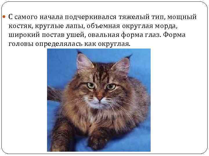  С самого начала подчеркивался тяжелый тип, мощный костяк, круглые лапы, объемная округлая морда,