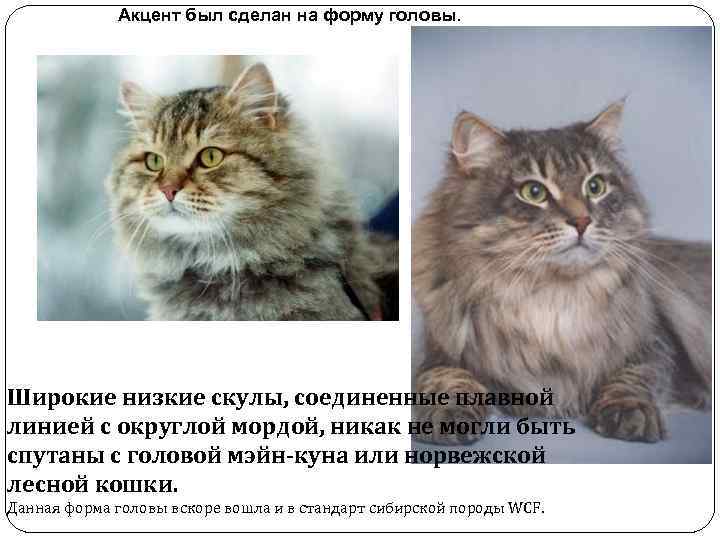 Акцент был сделан на форму головы. Широкие низкие скулы, соединенные плавной линией с округлой