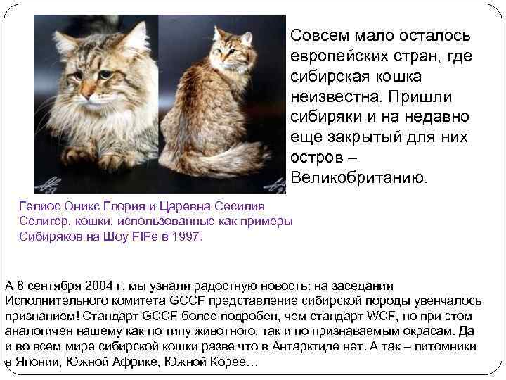 Совсем мало осталось европейских стран, где сибирская кошка неизвестна. Пришли сибиряки и на недавно