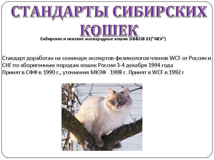 СТАНДАРТЫ СИБИРСКИХ КОШЕК Сибирские и невские маскарадные кошки SIB&SIB 33("NEV") Стандарт доработан на семинаре