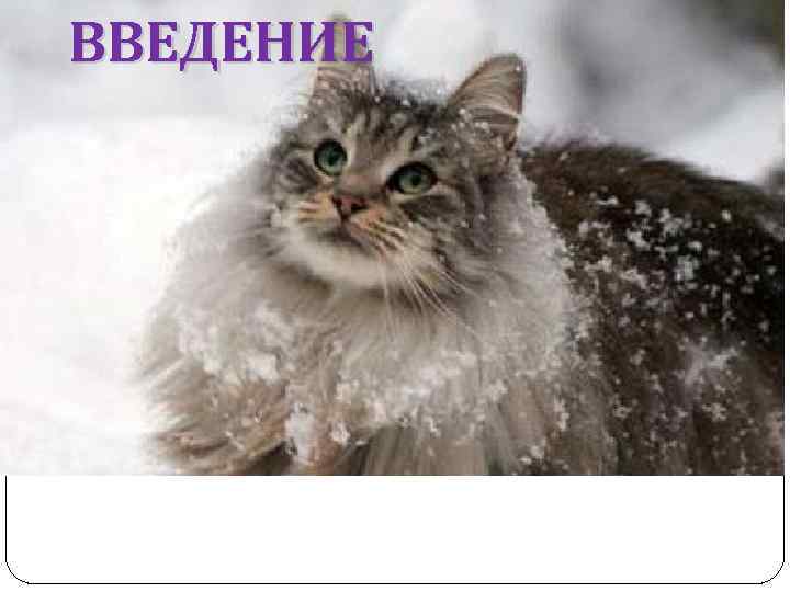 ВВЕДЕНИЕ 