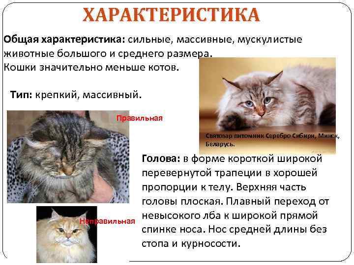 ХАРАКТЕРИСТИКА Общая характеристика: сильные, массивные, мускулистые животные большого и среднего размера. Кошки значительно меньше