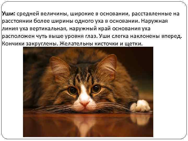 Уши: средней величины, широкие в основании, расставленные на расстоянии более ширины одного уха в