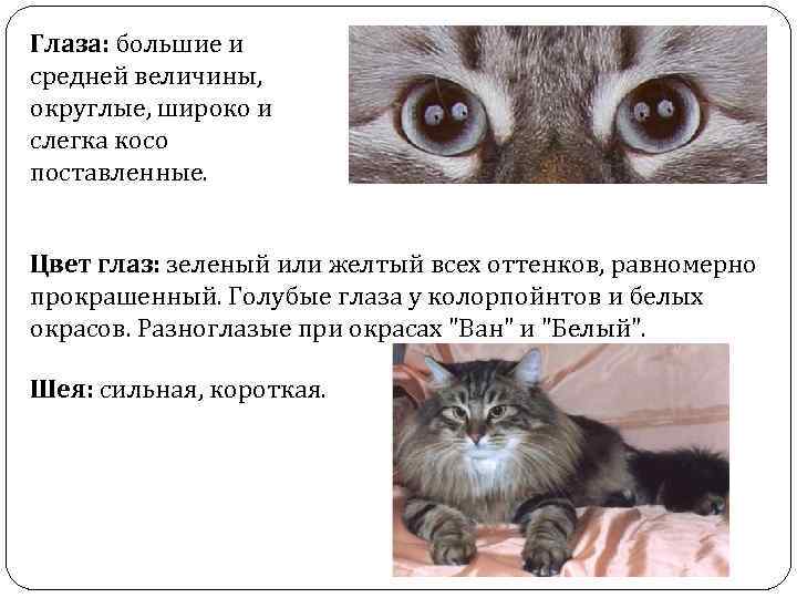 Глаза: большие и средней величины, округлые, широко и слегка косо поставленные. Цвет глаз: зеленый