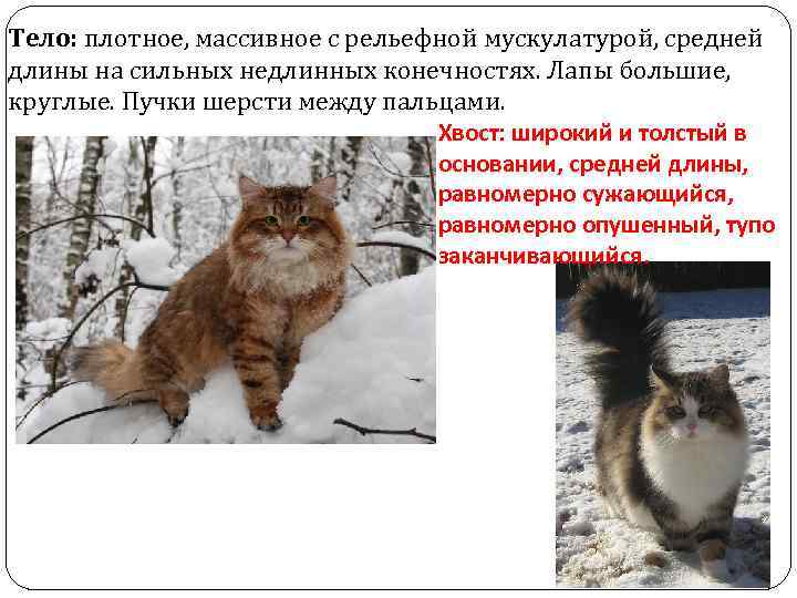 Тело: плотное, массивное с рельефной мускулатурой, средней длины на сильных недлинных конечностях. Лапы большие,