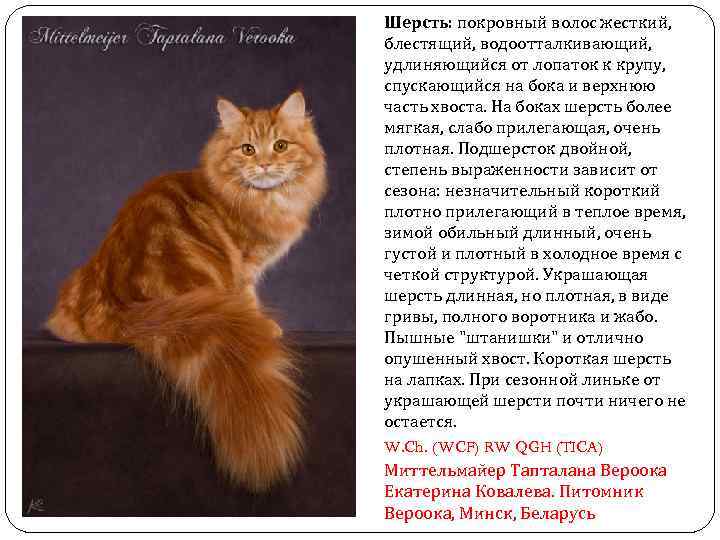 Шерсть: покровный волос жесткий, блестящий, водоотталкивающий, удлиняющийся от лопаток к крупу, спускающийся на бока
