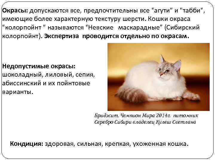 Окрасы: допускаются все, предпочтительны все "агути" и "табби", имеющие более характерную текстуру шерсти. Кошки